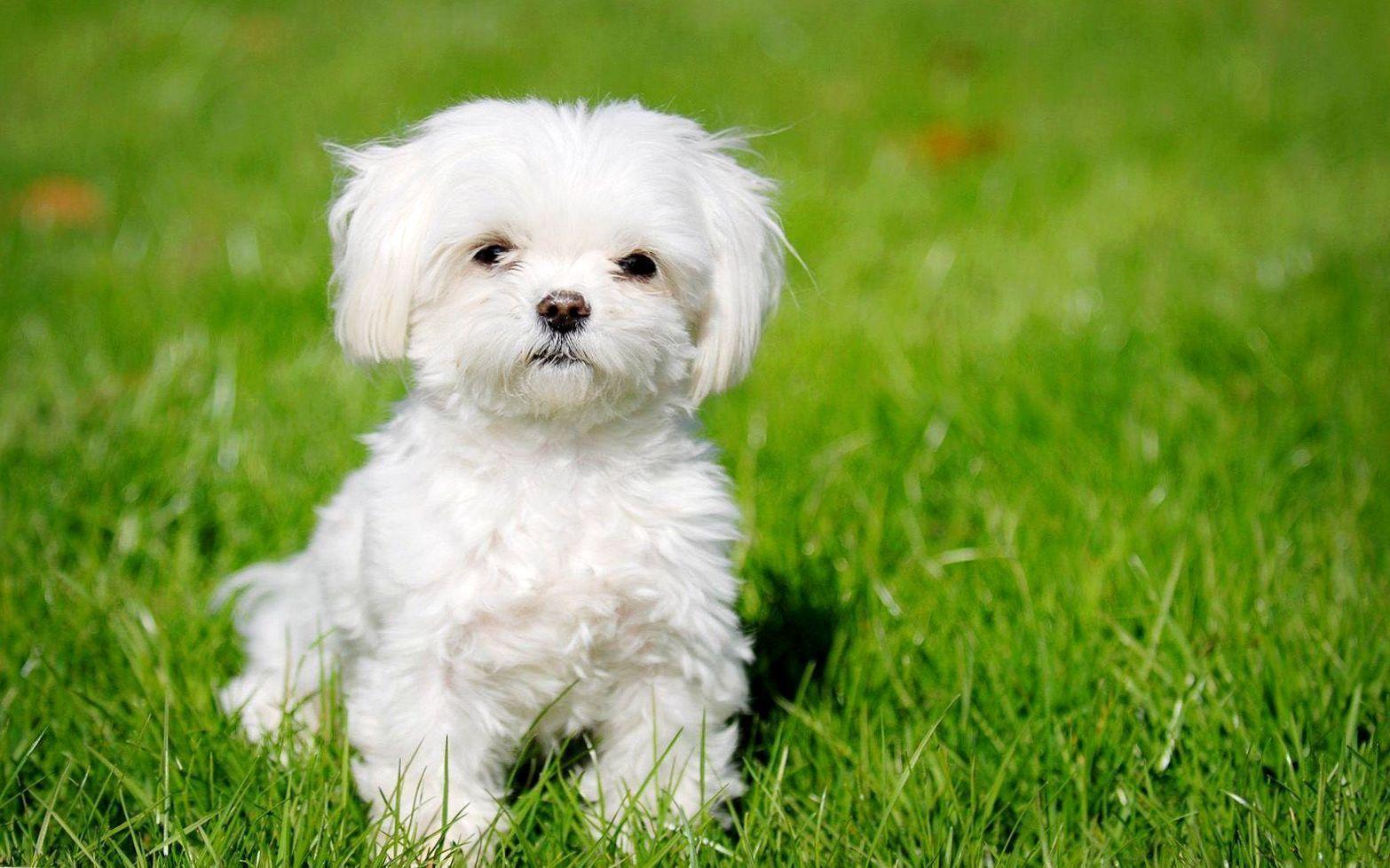 🐶 Beyaz Tatlı Köpek Gönderi Arşivi