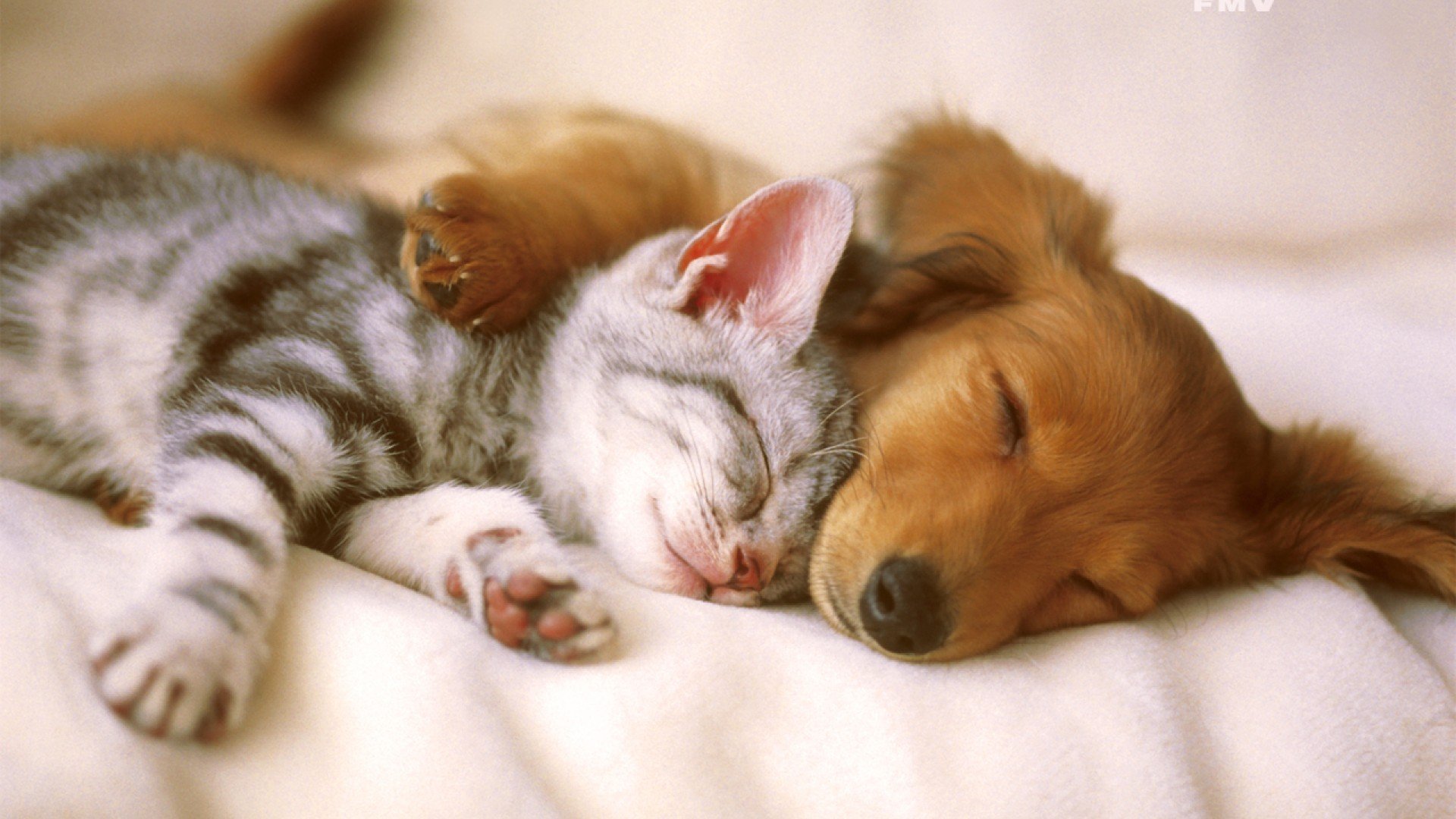 🐱🐶 Kedi, Köpek Karışık Gönderi Arşivi