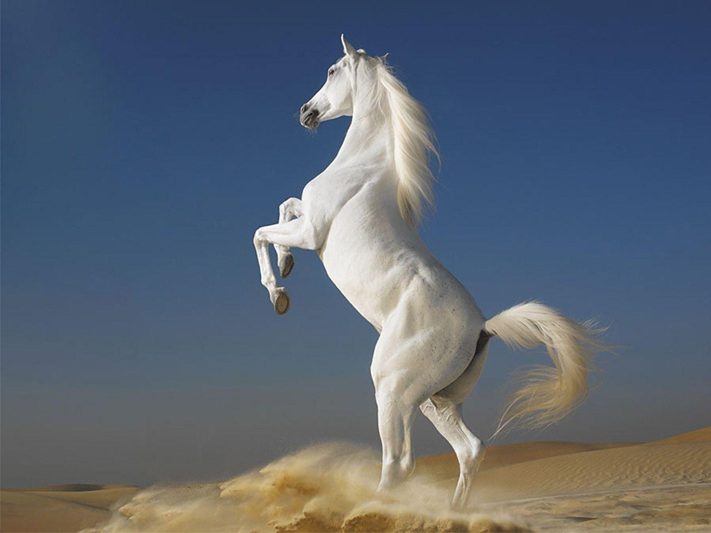 🐎 Asil Atlar Gönderi Arşivi