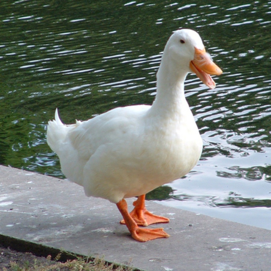 🦆 Ördek Gönderi Arşivi