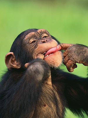 🐵 Komik Maymunlar Gönderi Arşivi